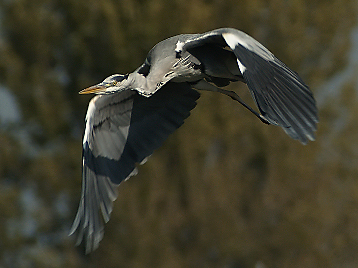 Grey Heron (4)