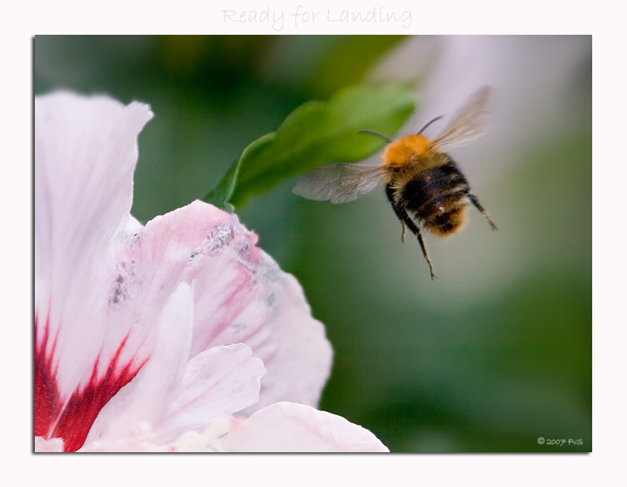 Bumble Bee (6)