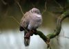 Collared Dove is back again