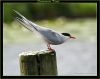 Common Tern by Fonzy -