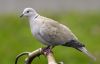 Collared Dove by Fonzy -