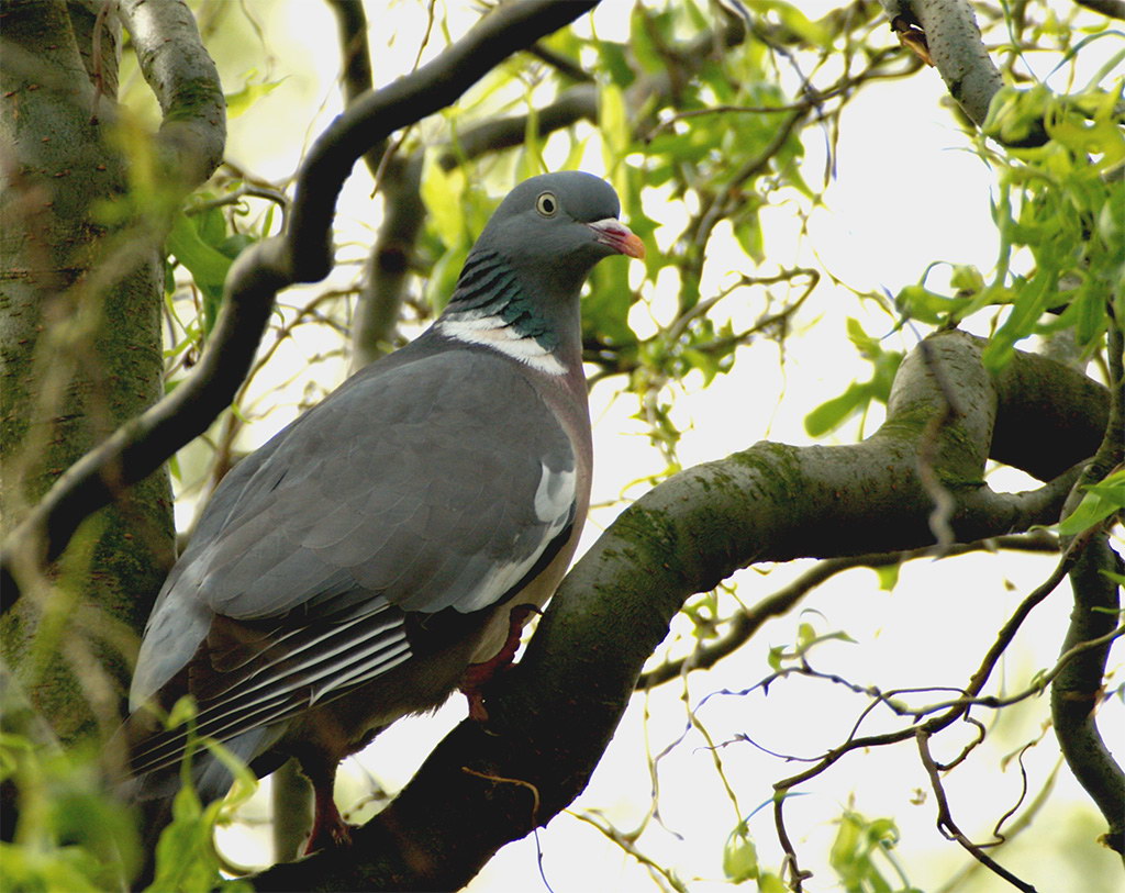 Common wood pigeon