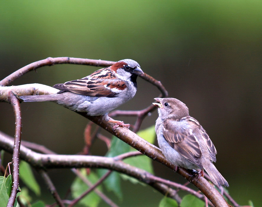 Feeding time (2)