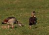 Egyptian Geese (Alopochen aegyptiacus) by Fonzy -