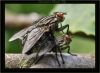 Common House Flies Mating by Fonzy -