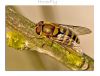 HoverFly macro (2) by Fonzy -