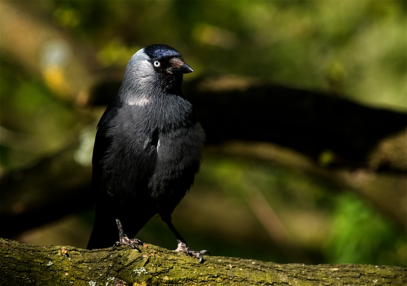 Western Jackdaw (Kauw in Dutch)