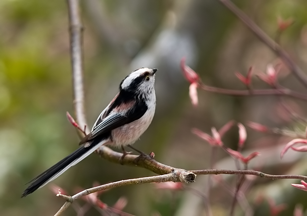 Long Tailed Tit (8)
