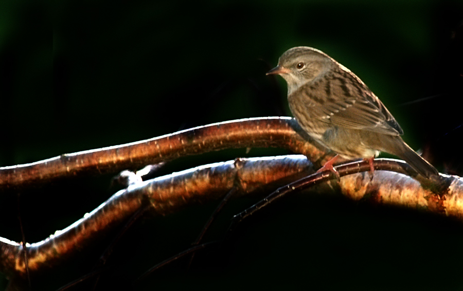 House Sparrow(female)