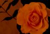 Orange Rose by Fonzy -