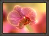 Orchid (6) by Fonzy -