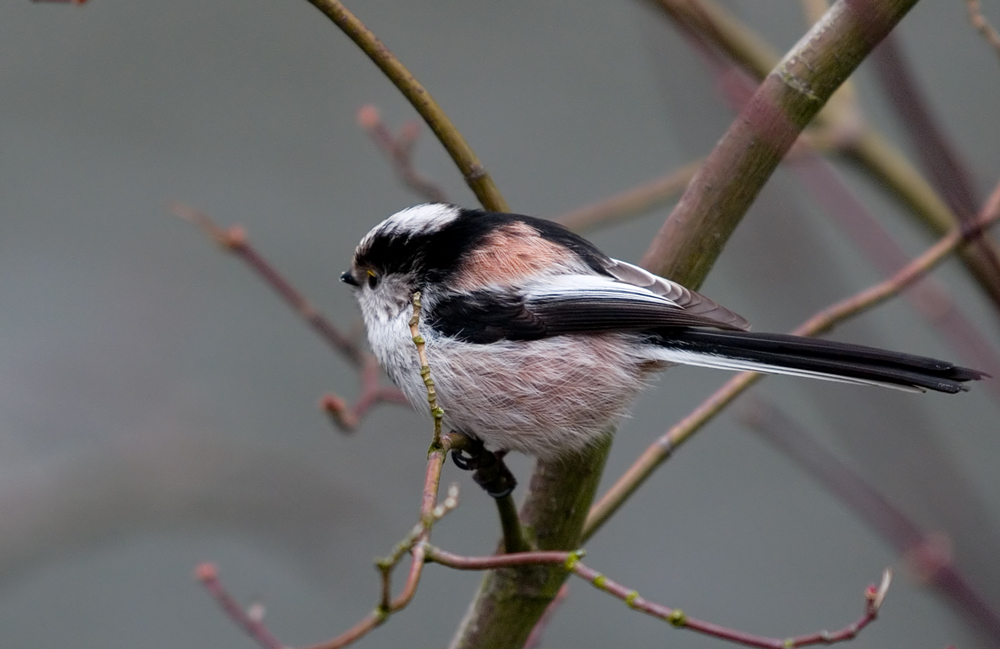 Long Tailed Tit (1)