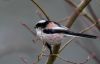 Long Tailed Tit (1) by Fonzy -