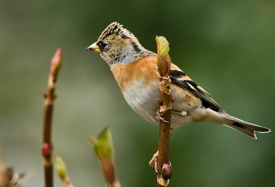 Brambling Finch(Fringilla montifringilla)