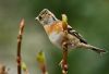 Brambling Finch(Fringilla montifringilla) by Fonzy -