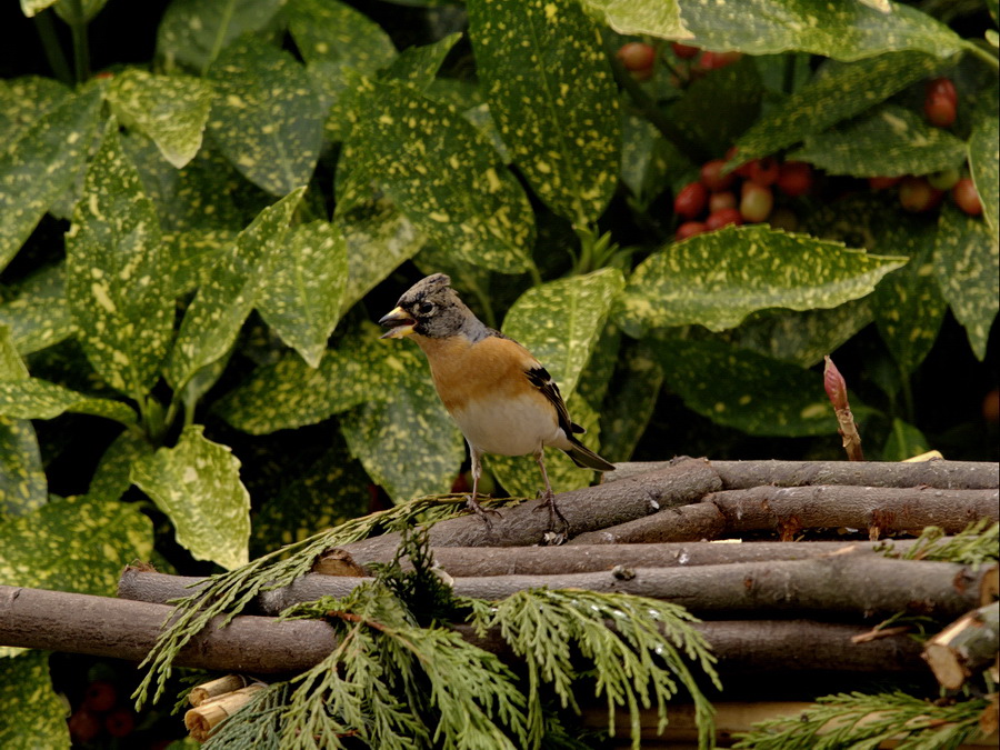 Chaffinch