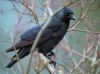 Jackdaw  Corvus monedula by Fonzy -
