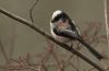 Long Tailed Tit (5) by Fonzy -