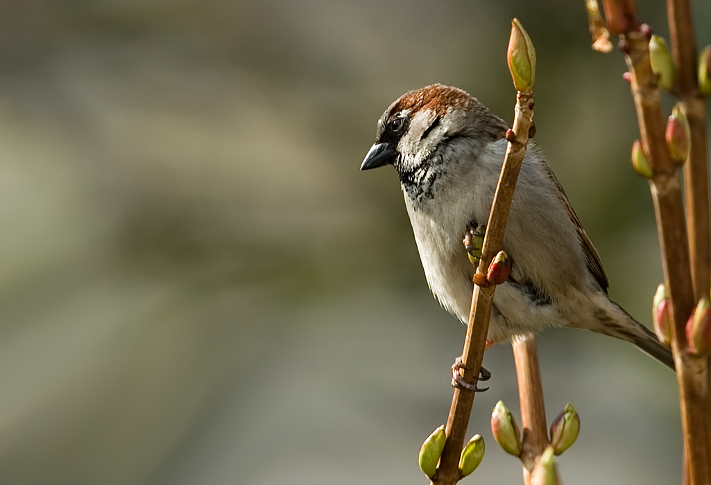 House Sparrow on a twig