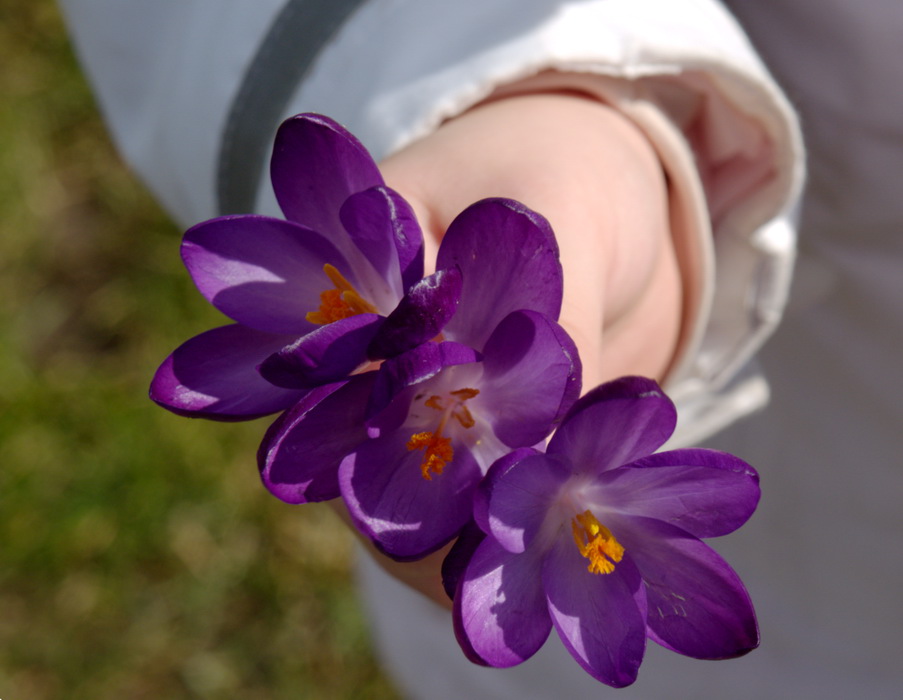 A child hand filled with flowers