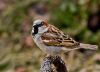 Common House Sparrow by Fonzy -