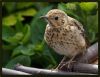 Young Thrush (2) by Fonzy -