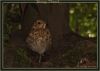 Young Thrush (3) by Fonzy -