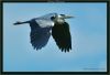 Grey Heron (6) by Fonzy -