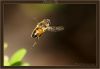 Hoverfly (2) by Fonzy -