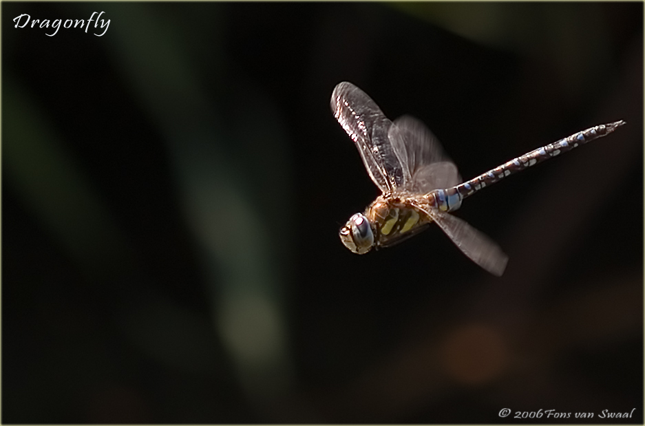 Dragonfly in flight (2)