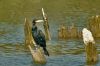 Great Cormorant (Aalscholver) by Fonzy -