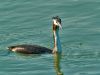 Great crested grebe by Fonzy -