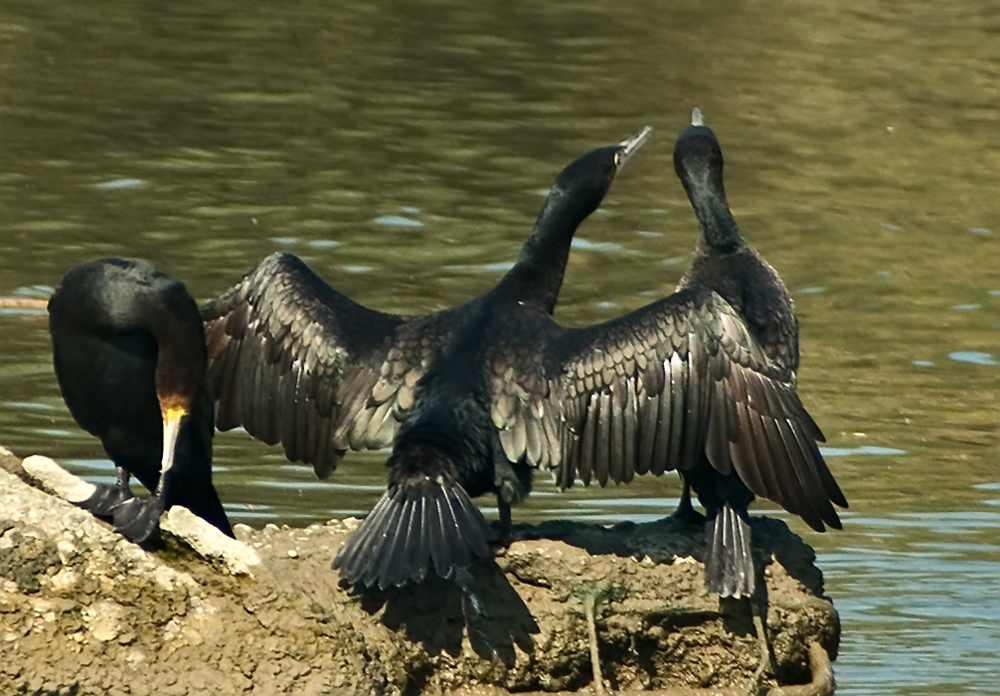 Great Cormorant (Aalscholver) (3)