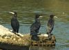 Great Cormorant (Aalscholver) (2) by Fonzy -