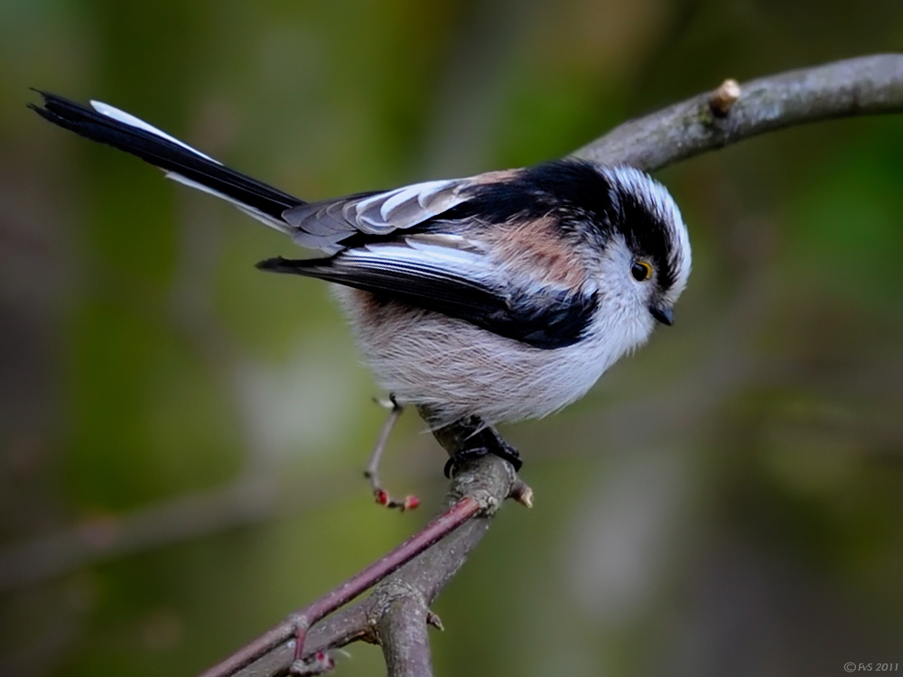 LONG TAILED TIT (9)