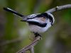 LONG TAILED TIT (9) by Fonzy -