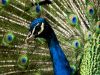 Peacock close up by Fonzy -