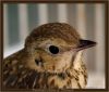 Last image of the Thrush by Fonzy -