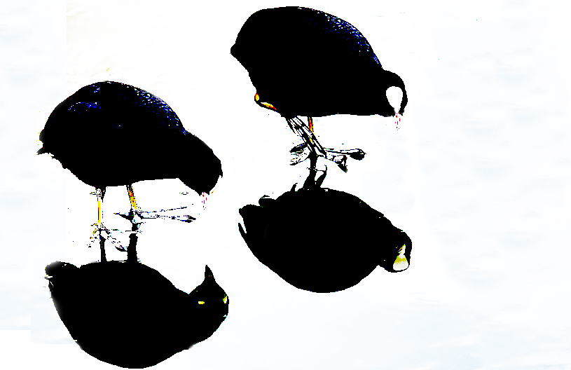 Coot Reflections