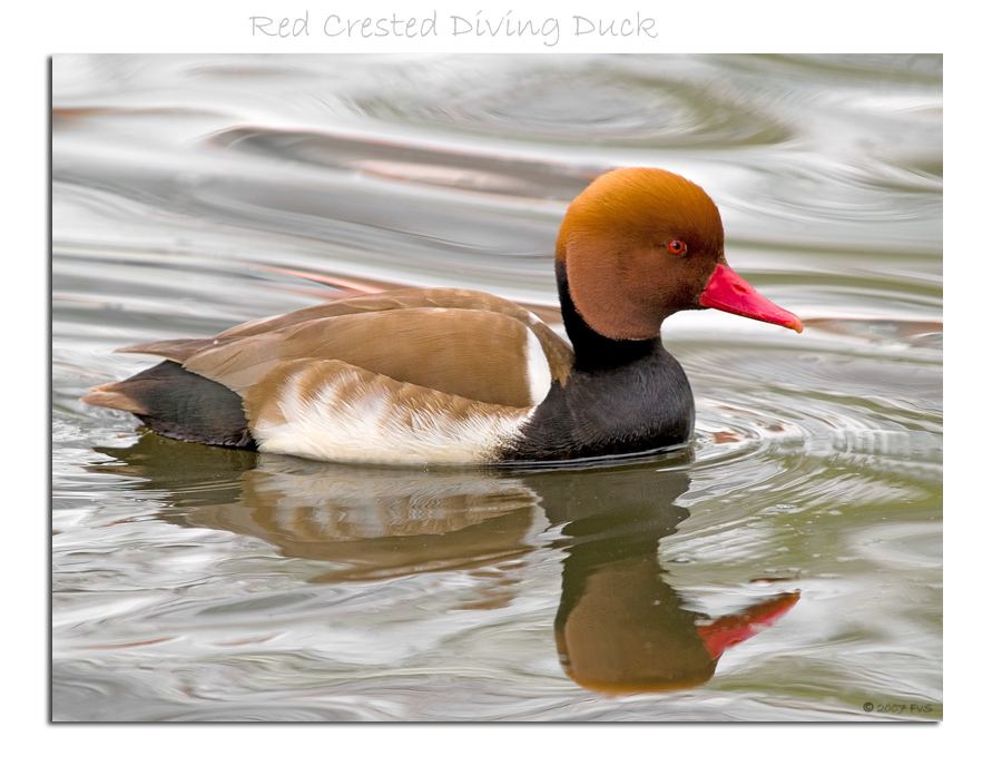 Red Crested Diving Duck