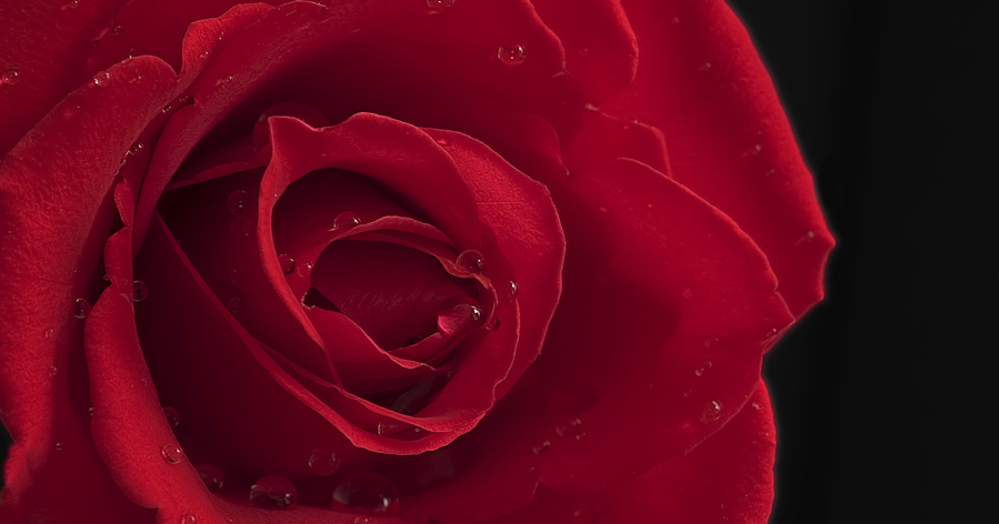Red rose whit water drops.
