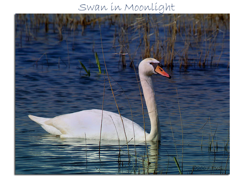 Swan in Moonlight