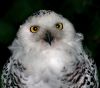 Snowy Owl by Fonzy -