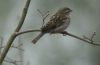 House Sparrow (Female) by Fonzy -