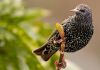 Starling (Sturnus vulgaris) by Fonzy -