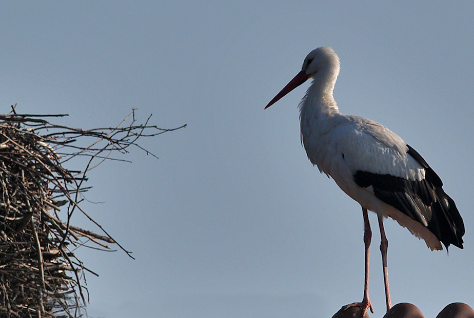 Stork