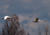 A Swan couple in flight by Fonzy -