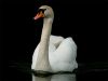 Swan (2) by Fonzy -