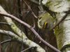 Goldcrest (goudhaantje) Female by Fonzy -
