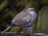 Collared Dove (2) by Fonzy -